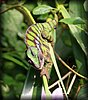 Furcifer pardalis7.jpg