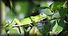 Iguana iguana 1.JPG
