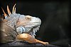 Iguana iguana 4.JPG