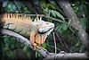 Iguana iguana 5.JPG