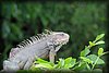 Iguana iguana 6.JPG