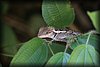 calotes emma alticristatus 2.JPG