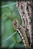 calotes emma alticristatus 3.JPG