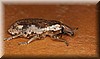 Naupactus sp..JPG